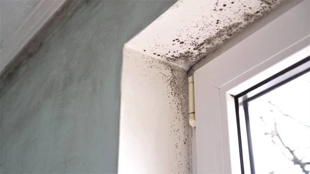 Best Mold Damage Restoration  in Fort Thompson, SD