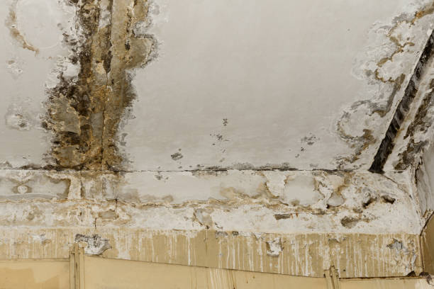 Professional Mold Removal in Fort Thompson, SD